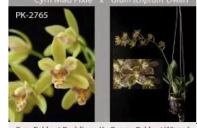 $10 • Buy Cymbidium Orchid Mad Pixie 'Fiona' X Grammatophyllum Scriptum 'Dwarf' 68mm