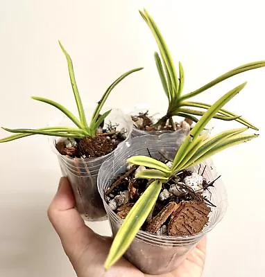 Vanda Falcata Tenkei Fukurin Variegated | SapphireChild Orchids (single Plant) • $40