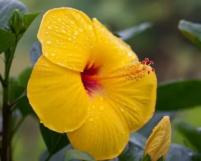 Exotic Tequila Hibiscus Starter Live Plant 5 To 7 Inches Tall • $6