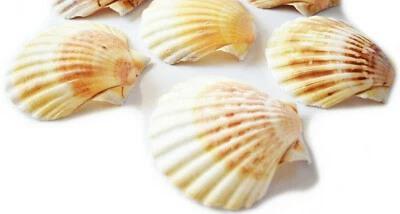 $6.99 • Buy 4 Natural Irish Baking Scallop Shells (3.5-4 ) Restaurant Quality Beach Dining 