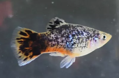 6 Rainbow Calico Platies Platy Live Freshwater Aquarium Fish • $39.99