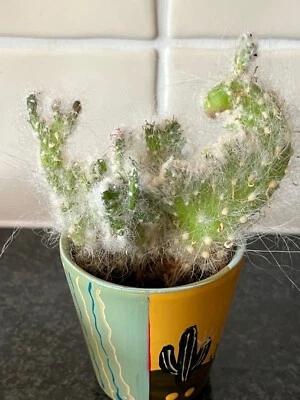 £4.99 • Buy Opuntia Vestita F. Cristata  Cactus Succulent Plant Established
