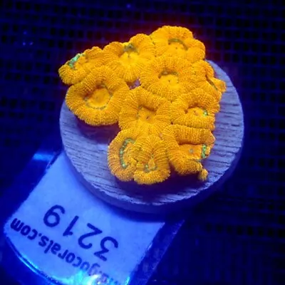 Orange Micromussa Coral Frag WYSIWYG IC 3219 - Indigo Corals - Acan • $38