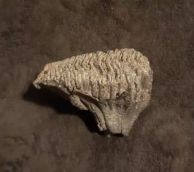 Woolly Mammoth Tooth Fossil Genuine Rare Historic From Alaska • $165