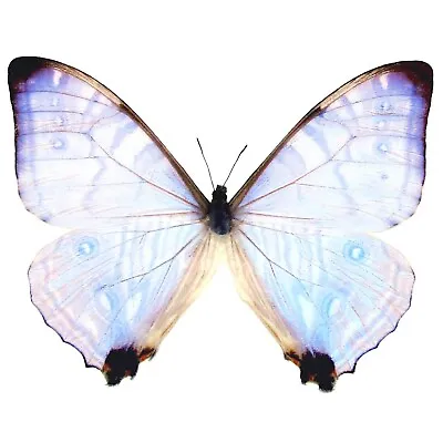 Morpho Sulkowski ONE REAL BUTTERFLY BLUE PINK PURPLE UNMOUNTED WINGS CLOSED  • $40