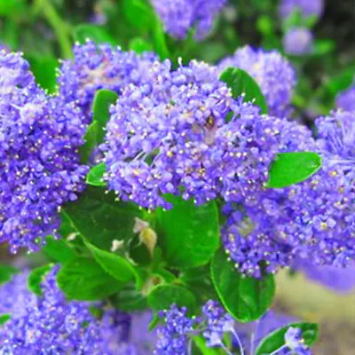 Ceanothus Impressus Victoria - California Lilac Plant In 2L Pot • £16.95