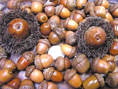 57 Dried Acorns With Caps For Fall Crafts Real Acorns Buffed Set 4 • $27.99