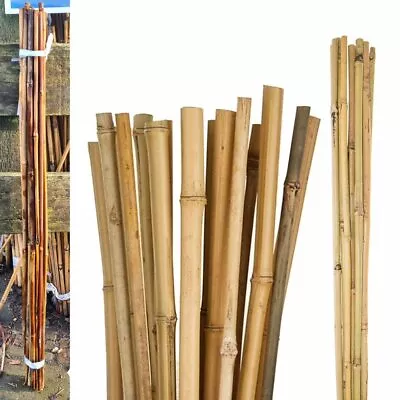 Bamboo Heavy Duty Garden Canes Thick Quality Flower Plant Support Cane Stake • £35.31