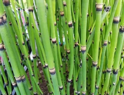 Horsetail Equisetum Pond Marginal Water Bamboo Lilies Plants Dragonflies Nature  • £7.95