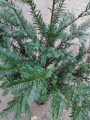 Yew Tree Taxus Baccata Tree Plant In 4lt Pot 70 Cm Hardy Shrub Hedging • £27.99