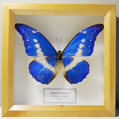 Real Brazilian Butterfly Metallic Blue Morpho Rhetenor Helena Framed & Beautiful • $145