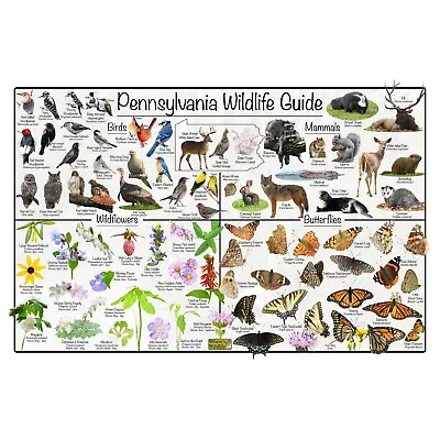 Pennsylvania Wildlife Guide Nature Poster / Birds Mammals Flowers & Butterfly • $24.99