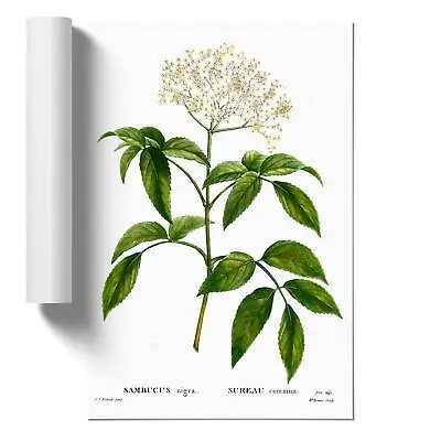 £12.95 • Buy Elderflower Tree Vintage Pierre-Joseph Redoute Poster Wall Art Print Picture