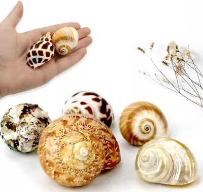 5 Pcs Natural Hermit Crab Shells Large Sea Turbo Shells Hermit Crab • $12.52