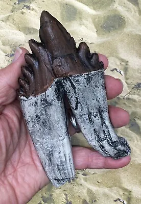 Giant Prehistoric Basilosaurus Early Whale Tooth Molar Replica 3983 • $35