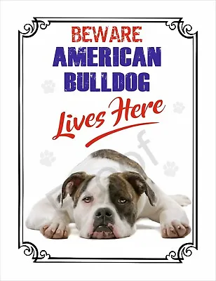 £6.95 • Buy Beware American Bulldog Lives Here  #d5 Sign 10 X 7.7  Dog Metal Warning 