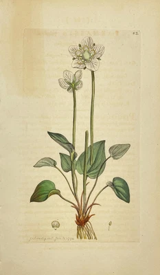 £49.05 • Buy Antique Flower Print - Botanical Art Print - Parnassia - James Sowerby