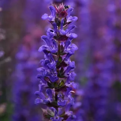 T&M Salvia Nemorosa 'Salvatore Deep Blue' Hardy Perennial Blue Flowers 12 Plugs • £7.99