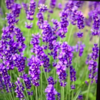 Lavender English Hidcote Large Plug Plants Perennial Pack  X 3 Wonderful Scent • £5.99