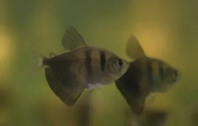 6 Black Skirt Tetras Live Freshwater Aquarium Fish  • $32.99