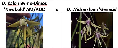 $45 • Buy DUNO Orchid Flask Dendrobium Dockrillia 4201 Kalon Byrne-Dimos X Wickersham