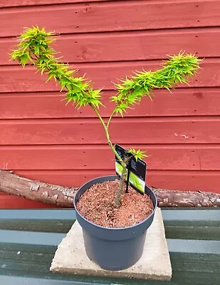 Acer Palmatum  Mikawa Yatsubusa In 5L Pot Ideal Bonsai Subject  Maple • £57.50