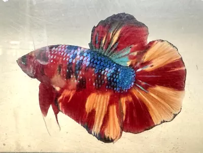 Giant Betta HMPK- Male • $40