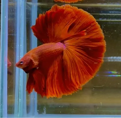 STUNNING HALFMOON RED BREEDING PAIR ( 1 Male + Female) • £39.99