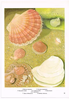 Scallops Oysters Shells Hunchback Saddle Old Picture Print Vintage 1971 OBOIN#85 • $4.34