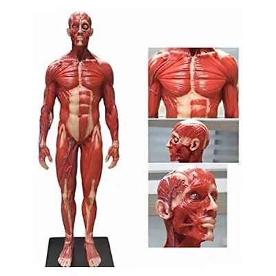 30CM Realistic Effect Musculoskeletal Model Anatomy Skull Head Muscle Bone Male • $94.99
