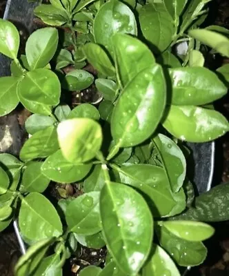 Meyer Lemon 1plant + Free 1 Mystery Plant  • $10.45
