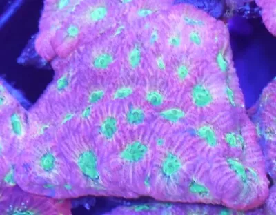 [WYSIWYG] JF Dayglo Favia Mini Colony #3 Easy LPS Live Coral • $24.99