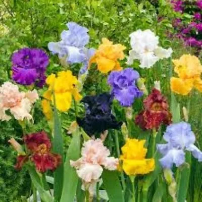 20 Mixed Color Iris Seeds Fragrant Flower Plant (much Less Money Than Bulbs) • $4.36