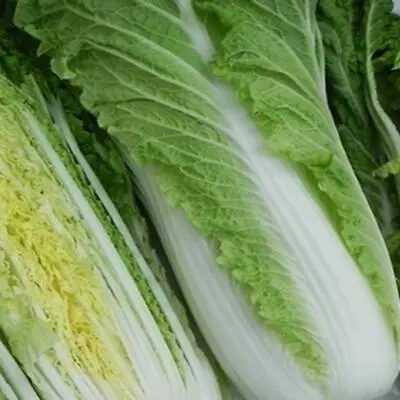 Chinese Cabbage Michihili Vegetable Seeds  • £1.89