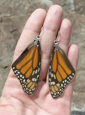 Real Monarch Butterfly Wings & .925 STERLING SILVER Earrings * Real Wing Line • $42.95