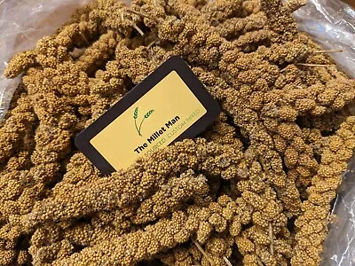 5lb Wisconsin Spray Millet Boxed With No Stems 2023 Harvest • $49.99