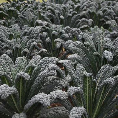 50 Black Magic British Giant Kale Seeds  Borecole Vegetable Garden Plant To Grow • £3.29