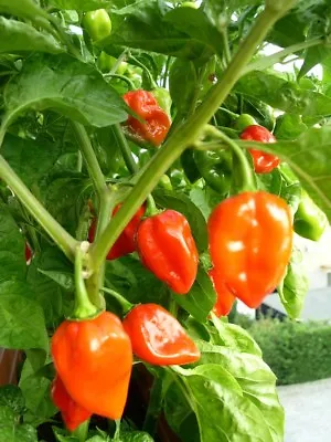 Habanero Pepper Seeds SUPER HOT PEPPER! NON-GMO Variety Sizes FREE SHIPPING • $1.69