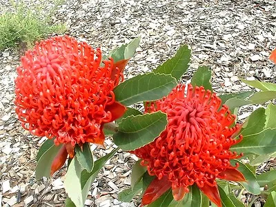  Telopea Speciosissima - NSW Waratah 5 Seeds • $4.20