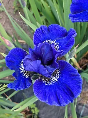 £7.50 • Buy Iris Sibirica -  Prussian Blue - Siberian Iris Hardy Flowering Garden Patio Iris