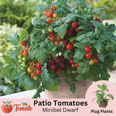Dwarf Tomato Plug Plants GROW ALL YEAR ROUND Thyme Mint Chilli Herb • £2.13