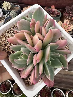 Echeveria Luella Variegated Crested Rare Succulent • $120