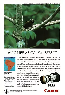 1992 CANON EOS1 35mm Camera Buffy-Tufted-Ear Marmoset Monkey Vintage Print Ad • $8.95