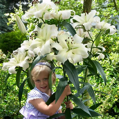 3 Giant Pretty  Woman Lilium Bulbs Tubers Tree Fragrant Perennial Summer Flower • £14.99