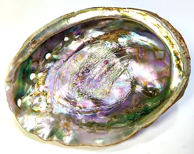 Vintage Red Abalone Shell Large Size 8 1/2” X 6 1/4” Rare Nice Size SEE PICS!!! • £91.69