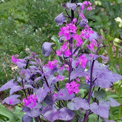 10 Red Leaved Honesty 'Chedglow' Seeds - Lunaria Annua - Rosemary Verey • $6