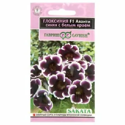 Russian Gloxinia Seeds Unusual Dark Blue Purple Flowers White Edges F1 Hybrids • £2.99