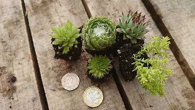 Assorted Mix Succulents Plug Plants Sempervivum Houseleek Sedum • £14
