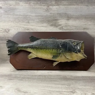 Vintage 1973 Largemouth Bass 7lbs 21  Plank Mounted Taxidermy Fish Connecticut  • $175