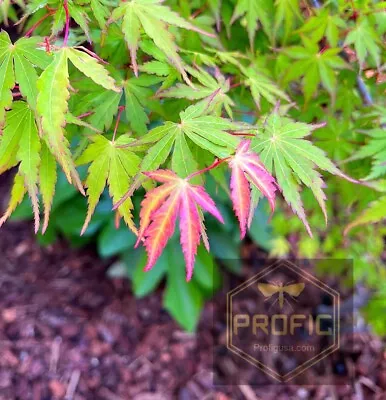 Japanese Maple Tree-Live Plant. Green Acer Palmatum 18” • $5.99